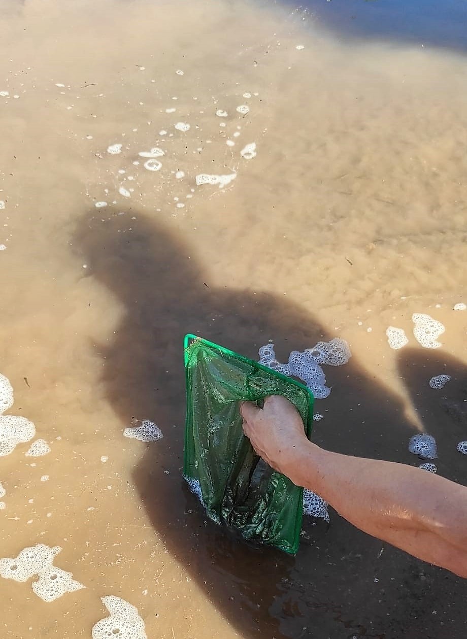 Kılıçkaya Baraj Gölüne 500 bin sazan yavrusu bırakıldı