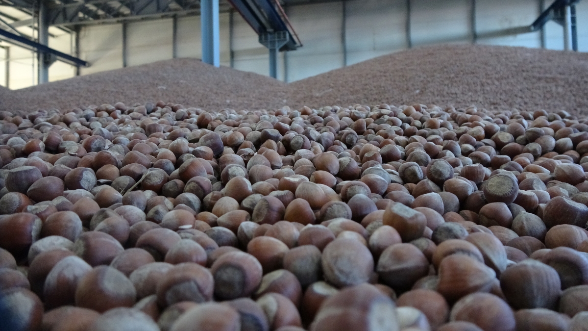 TMO Yönetim Kurulu Başkanı Güldal: Çiftçi kayıt sisteminde 2 ton fındık görülüyor, ama elde ettiği fındık 1 ton