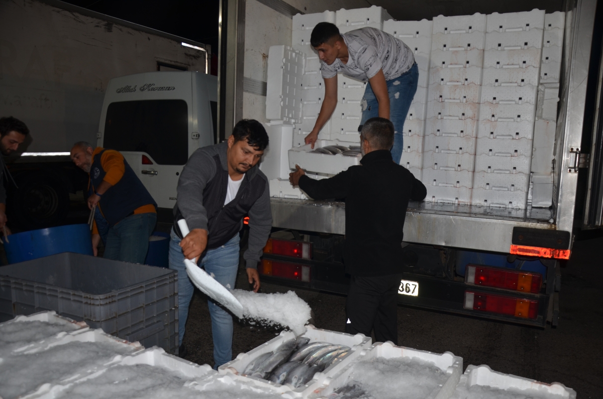 Ordu Balık Hali'ne getirilen tonlarca balık, saatler içerisinde tükeniyor
