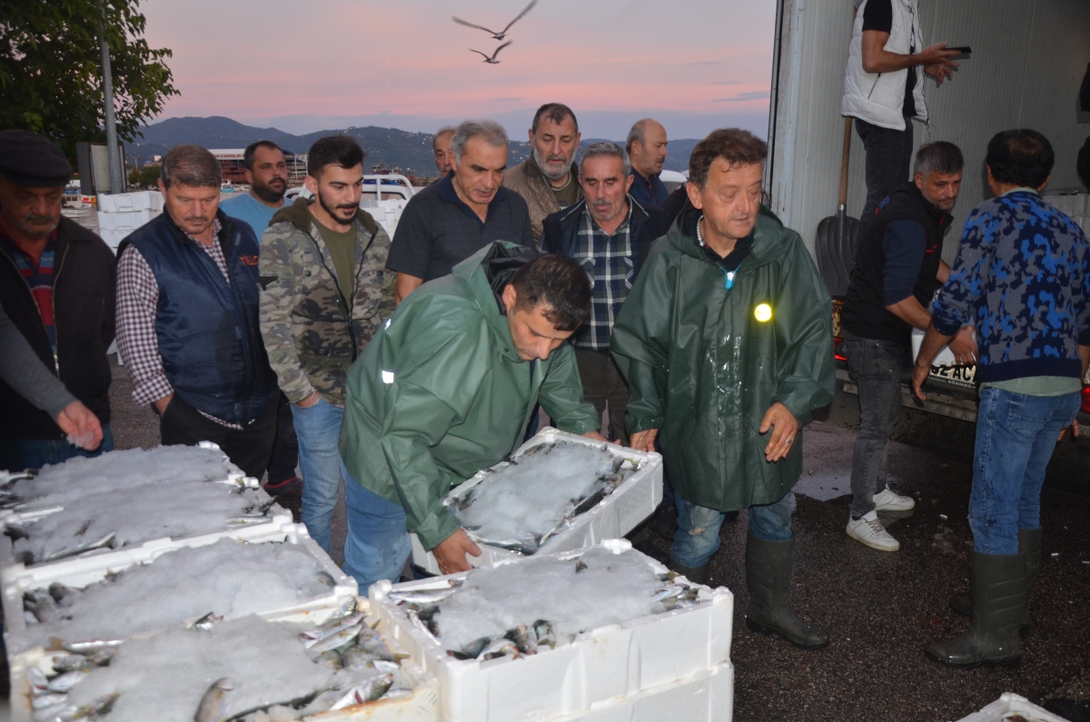 Ordu Balık Hali'ne getirilen tonlarca balık, saatler içerisinde tükeniyor