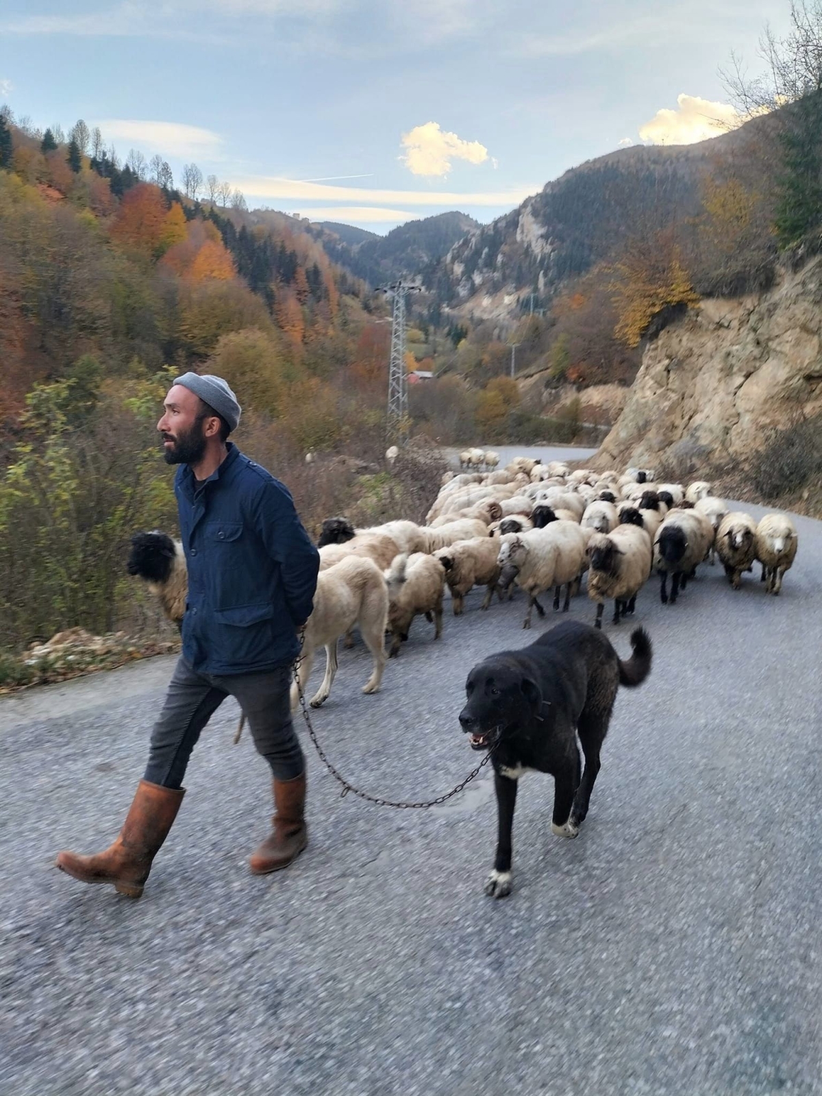 Yaylalarda çobanların sürüleriyle göçü başladı