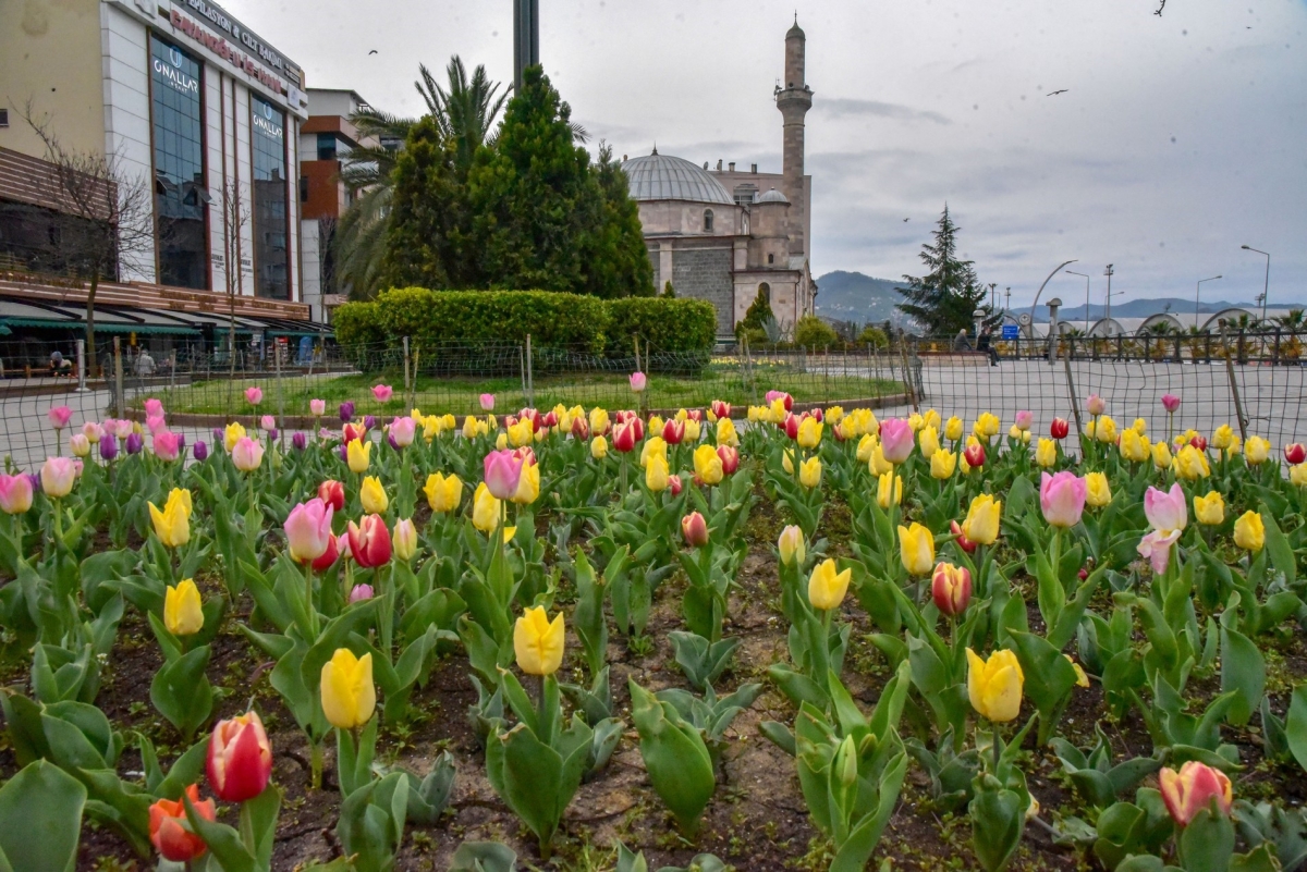 Giresun çiçeklerle renklendi