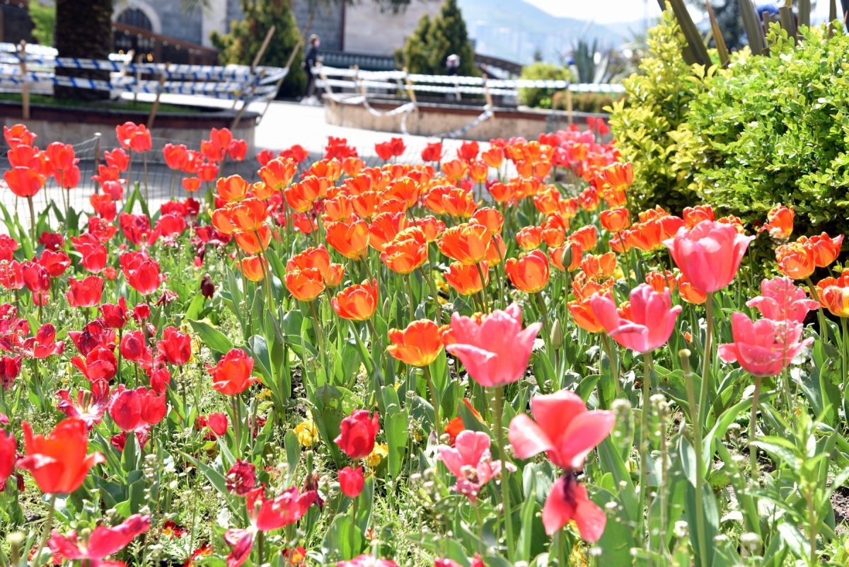Giresun çiçeklerle renklendi