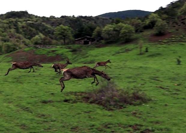 2023 yılına kadar Giresun, Gümüşhane, Samsun ve Çorum illerinde 83 adet kızıl geyik doğaya yerleştirildi.