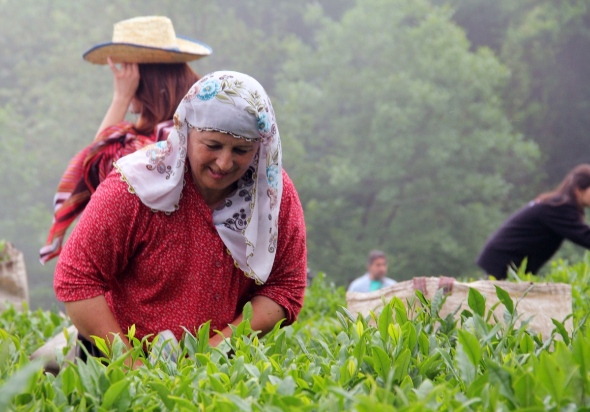  Türkiye'nin en kaliteli fındığının yetiştirildiği Giresun’un Eynesil, Görele, Tirebolu, Çanakçı ve Güce ilçelerinde 15 bin dolayında üreticinin yılda yaklaşık 40 bin ton civarında üretimi gerçekleştirilen çay hasadı başladı.