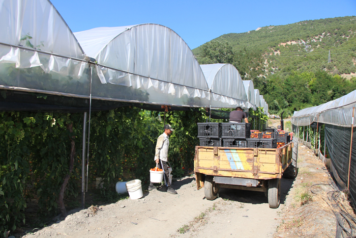 Amasya'da domates hasadı başladı 