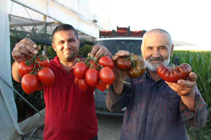 Amasya'da domates hasadı başladı 