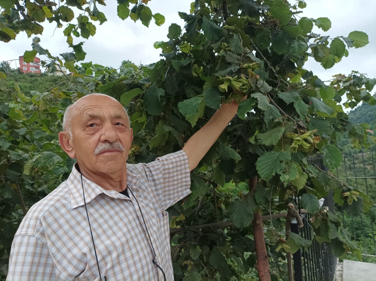 Giresun’da üretici fındık hasadı öncesi bahçe altı temizlik çalışmalarına başladı