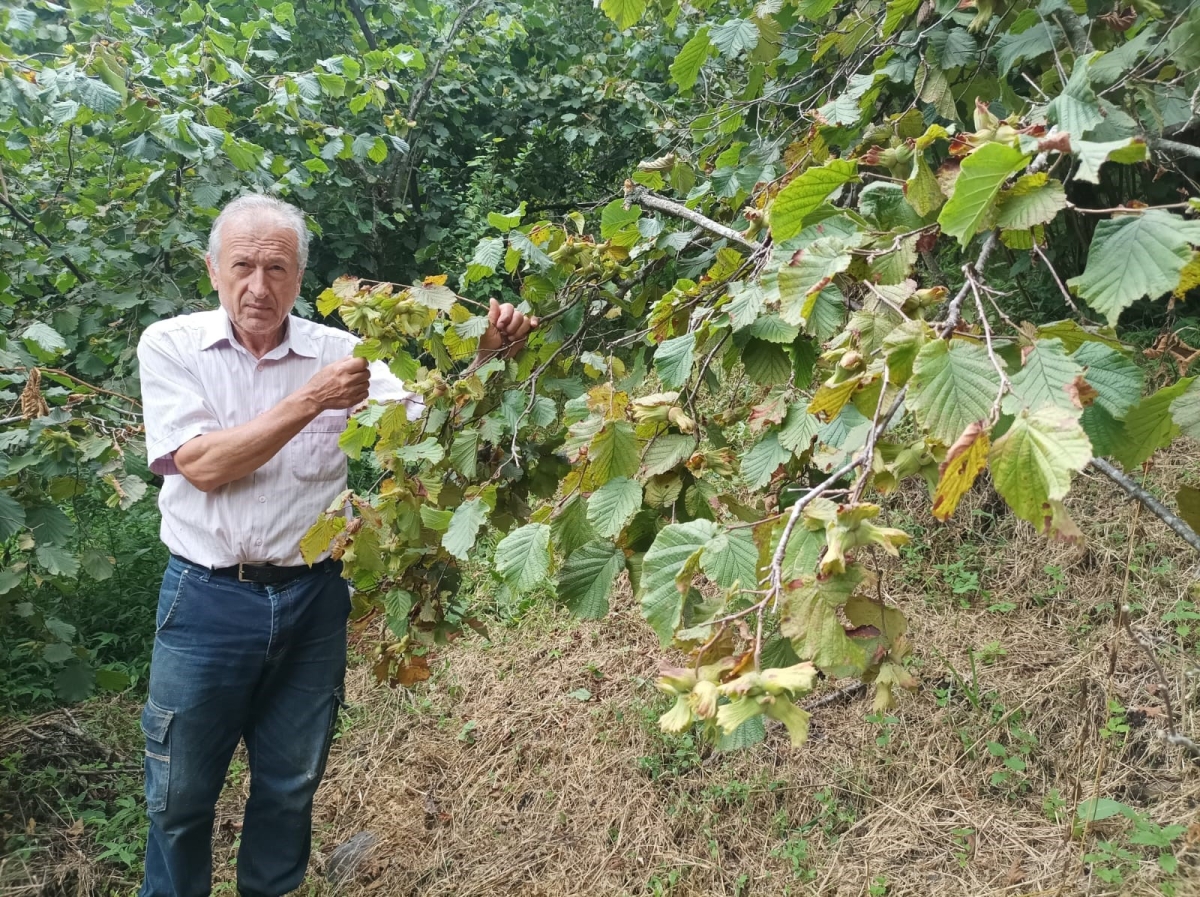 Giresun’da üretici fındık hasadı öncesi bahçe altı temizlik çalışmalarına başladı