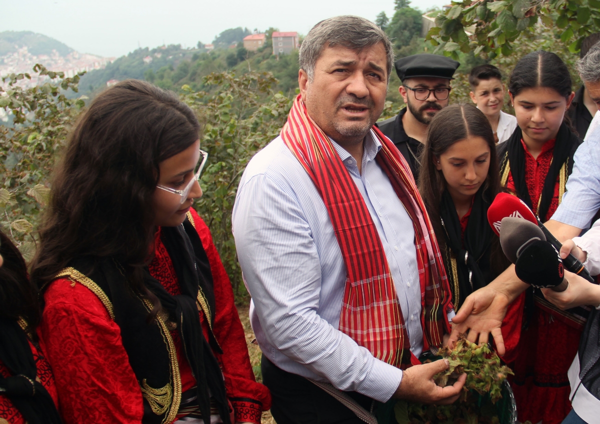 Giresun'da kemençe ve horon eşliğinde fındık hasadı yapıldı