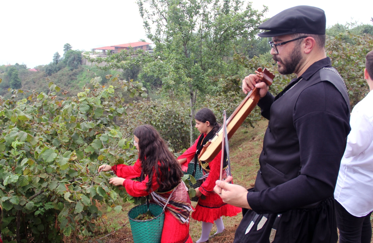 Giresun'da kemençe ve horon eşliğinde fındık hasadı yapıldı