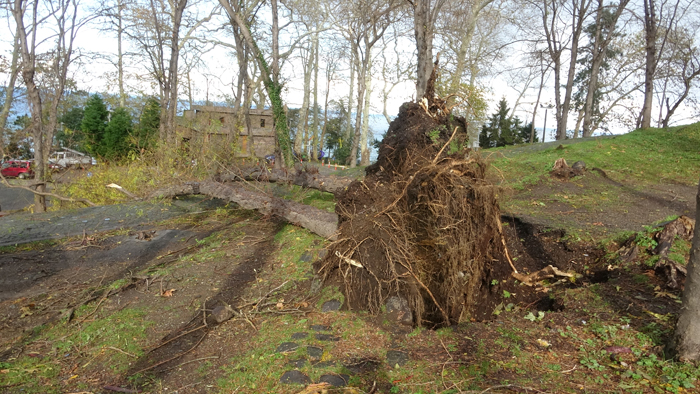 Giresun Adasında asırlık ağaçlar fırtınaya dayanamadı  