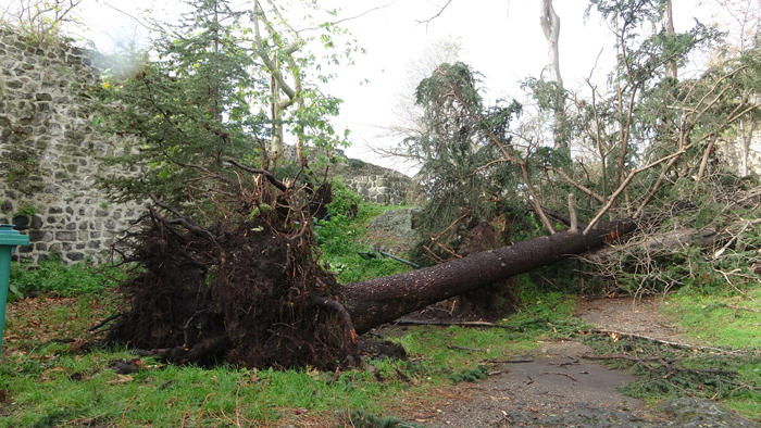 Giresun Adasında asırlık ağaçlar fırtınaya dayanamadı  