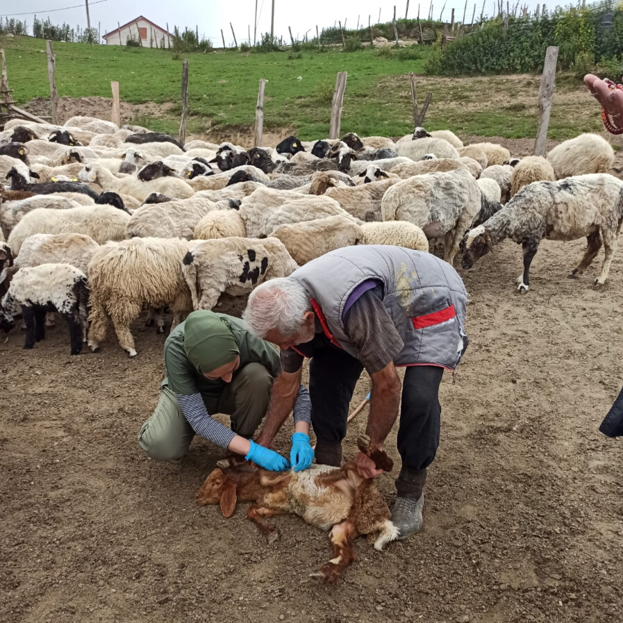 Tarım Bakanlığı'nın Başarılı Aşılama Stratejisi: Giresun'da Salgın Hastalıklar Kontrol Altında