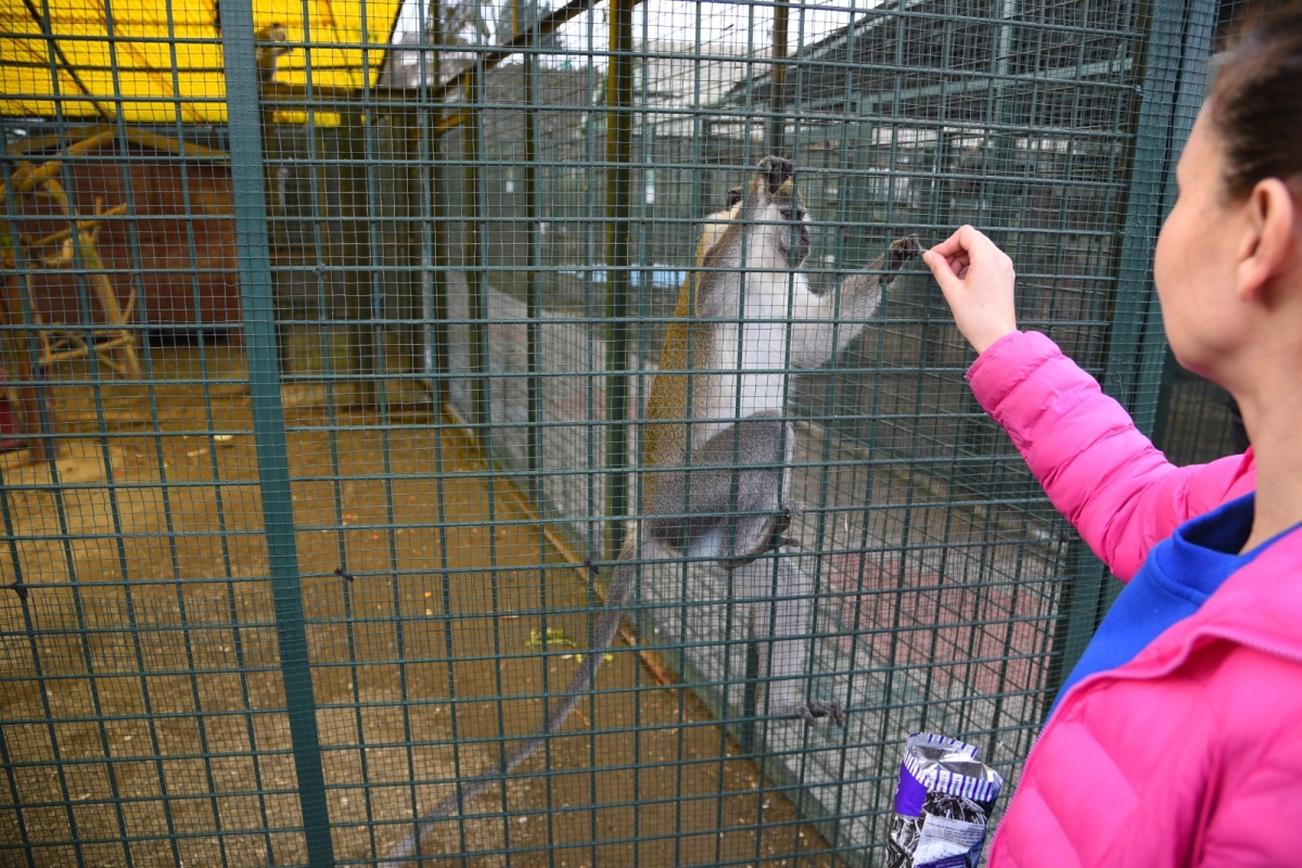 Giresun Belediyesi Hayvanat Bahçesi Ziyaretçilerini Ağırlıyo