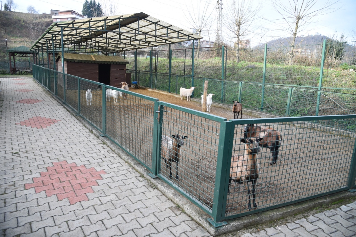 Giresun Belediyesi Hayvanat Bahçesi Ziyaretçilerini Ağırlıyo