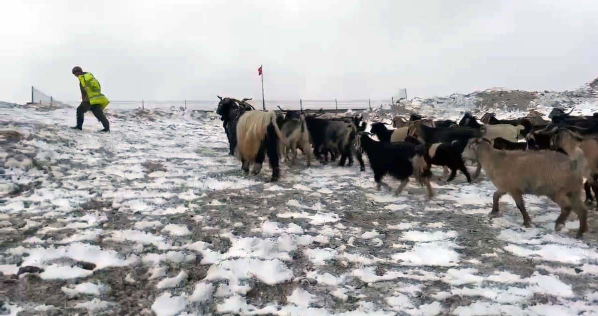 Giresun yaylalarına kar yağdı, çobanlar zorlu dönüş yolculuğuna çıktı