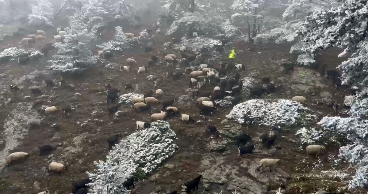 Giresun yaylalarına kar yağdı, çobanlar zorlu dönüş yolculuğuna çıktı
