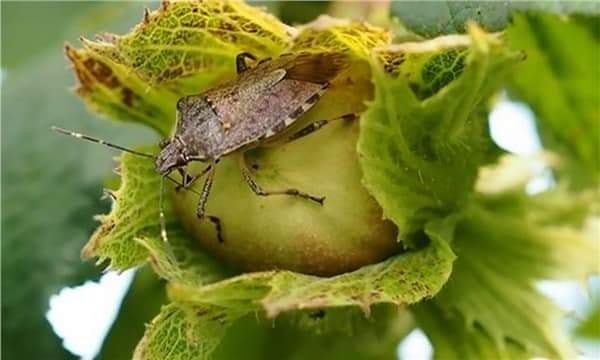 Fındık üreticileri kahverengi kokarca böceğine karşı uyarıldı
