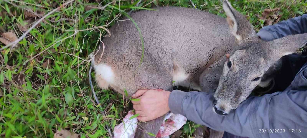 Köpeklerin saldırısına uğrayan karacayı işçiler kurtardı
