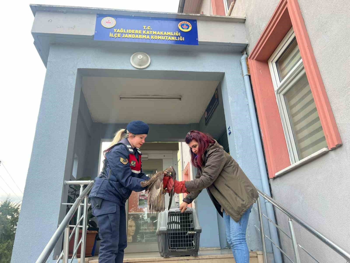 Jandarmanın bitkin halde bulduğu şahin koruma altına alındı
