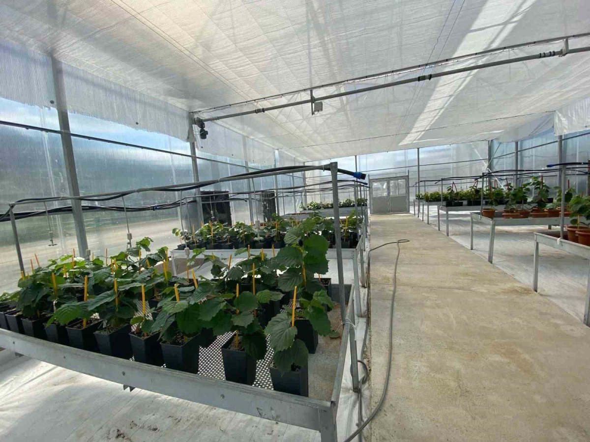 Mikro çoğaltımla yılda 50 bin adet sertifikalı fındık fidanı üretilebilecek
