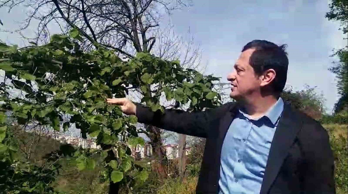 Ziraat Mühendisi Haldun Gedikali'den Kahregi Kokarcayla mücadele uyarısı
