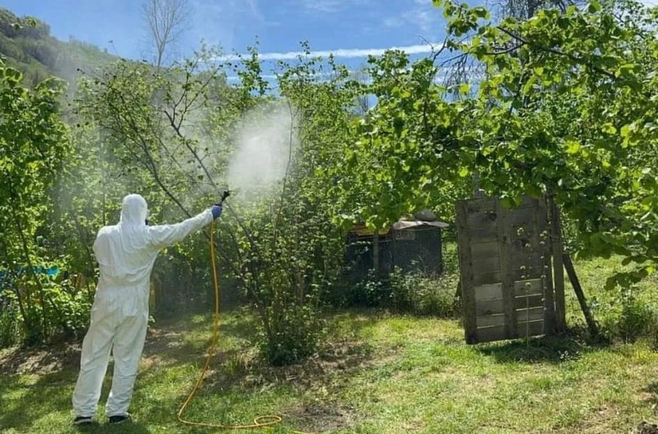 Kahverengi kokarca, fındık rekoltesini tehdit ediyor
