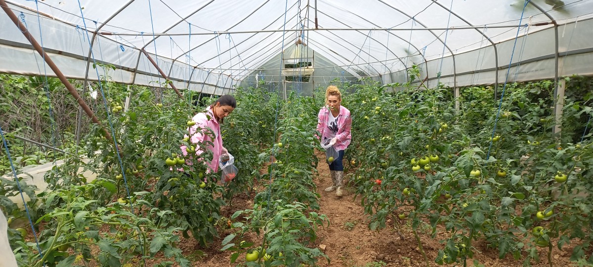 Giresun’da Örtüaltı Entegre ve Kontrollü Ürün Yönetimi Projesi Uygulanıyor