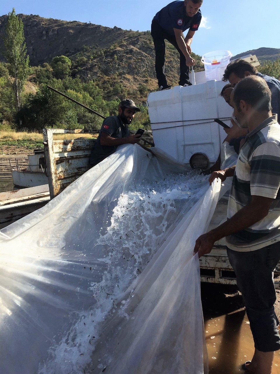 Kılıçkaya Baraj Gölüne 500 bin sazan yavrusu bırakıldı