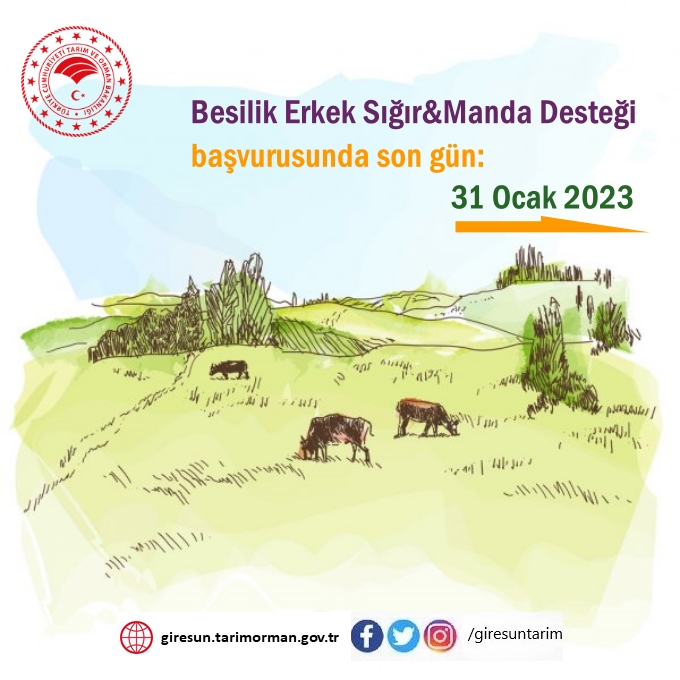 Besilik Erkek Sığır/Manda Desteği Başvurusunda Son Gün: 31 Ocak 2023
