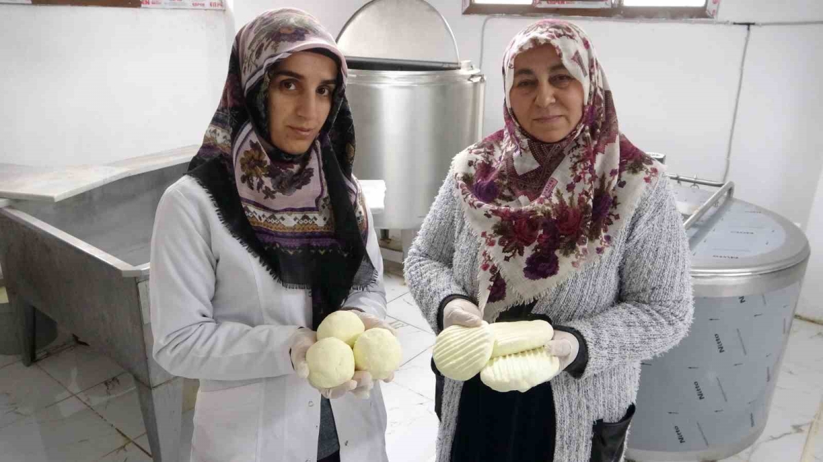 Gelin kaynana el ele verdi, peynir üretip satıyorlar
