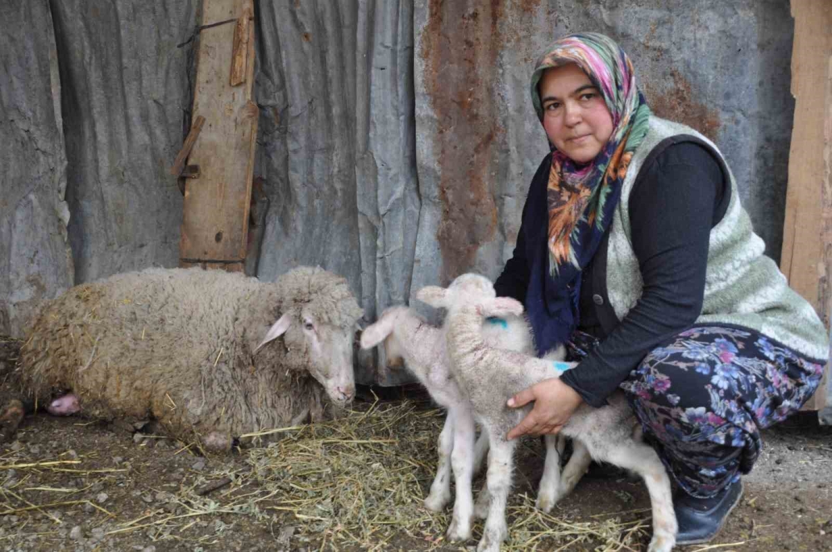 Koyun sezaryenle ikiz doğurdu

