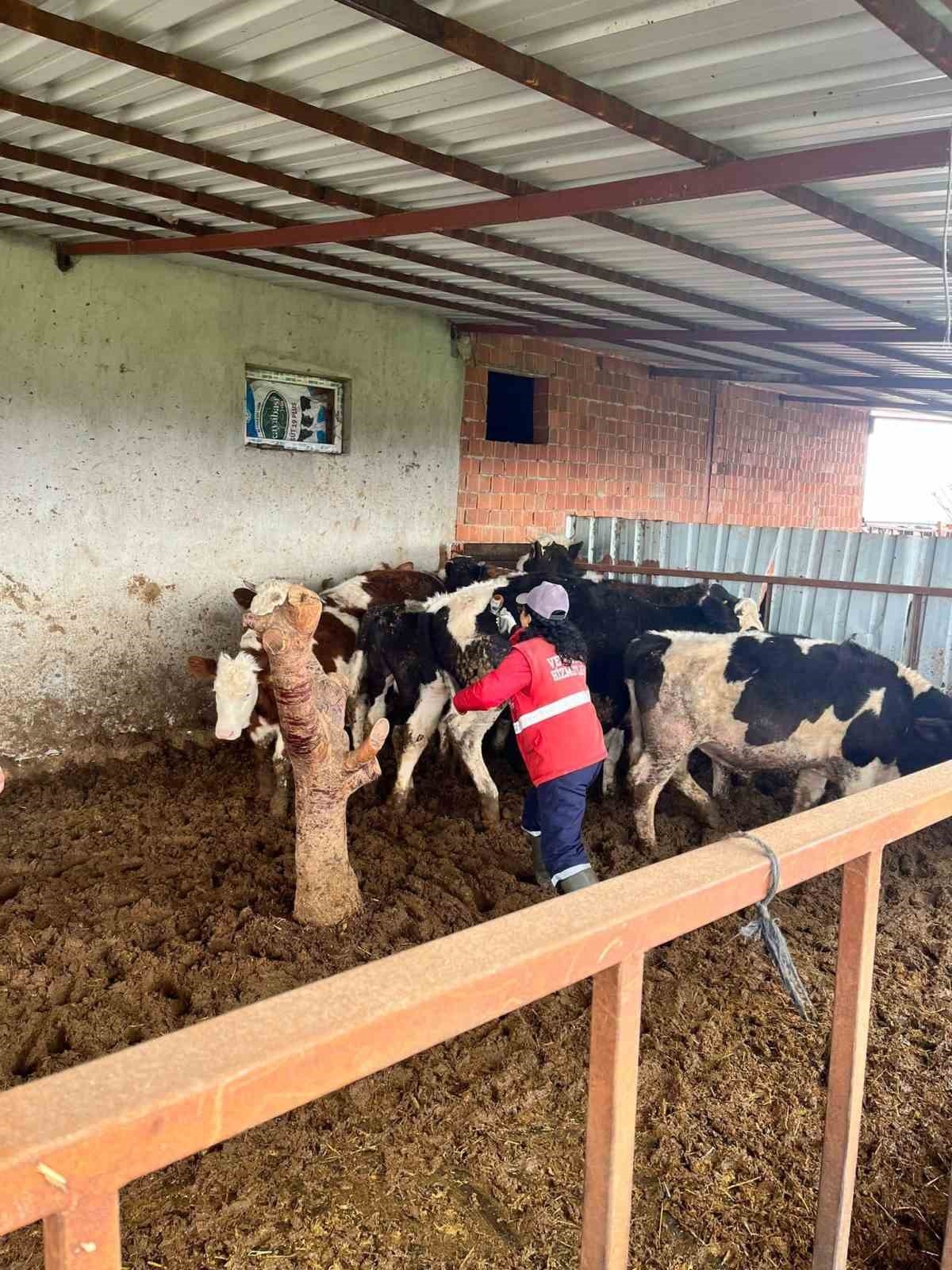 Şap hastalığına karşı alınan önlemler devam ediyor
