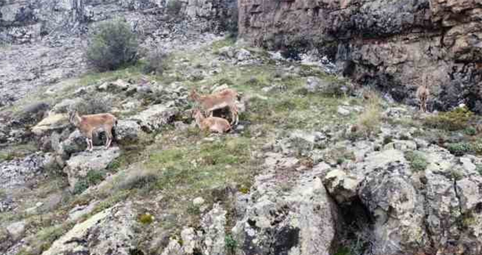 Dağların süsü yaban keçileri dronla görüntülendi