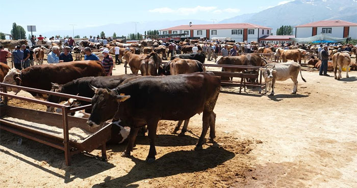 Şap hastalığıyla mücadele kapsamında kapatılan canlı hayvan pazarı yeniden açıldı