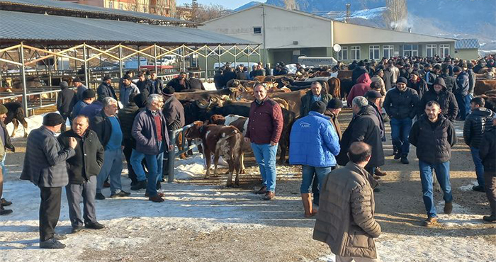 Şap hastalığıyla mücadele kapsamında kapatılan canlı hayvan pazarı yeniden açıldı