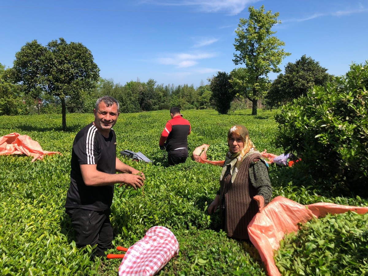 Rize'de yaş çay üreticileri bahçelere girmeye başladı  