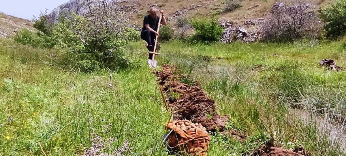 Salep soğanı toplayan 6 kişiye 678 bin lira ceza
