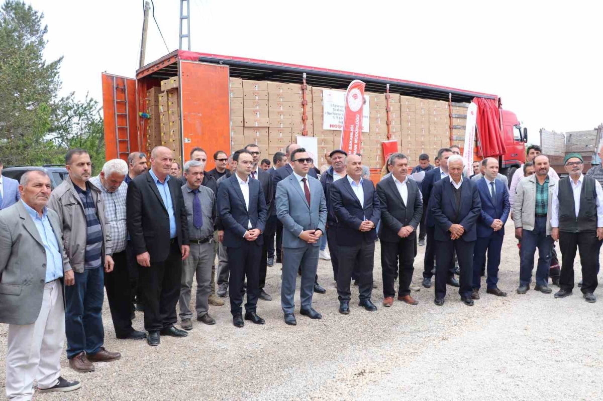 Çiftçilere 220 bin domates fidesi dağıtıldı
