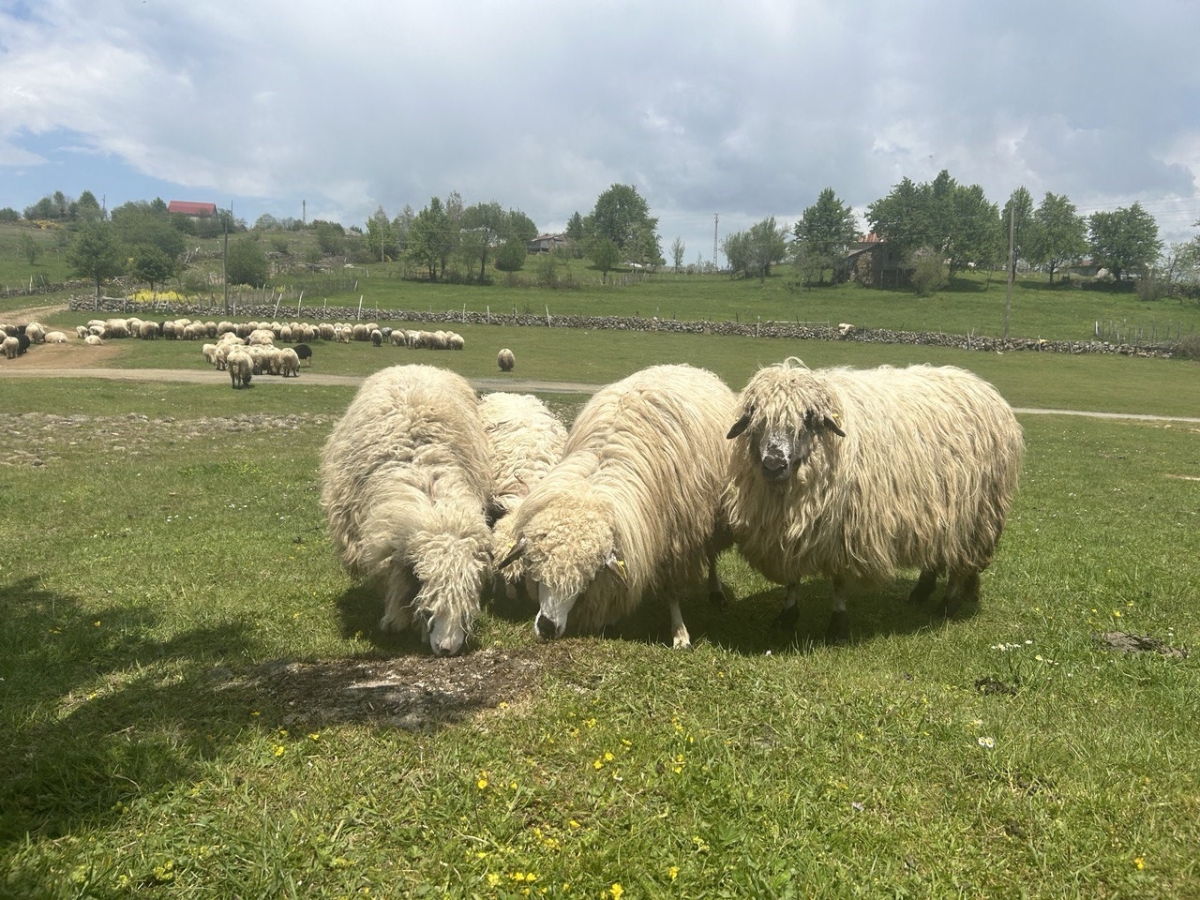 Giresun yaylaları koyun-kuzu sesleriyle şenlendi
