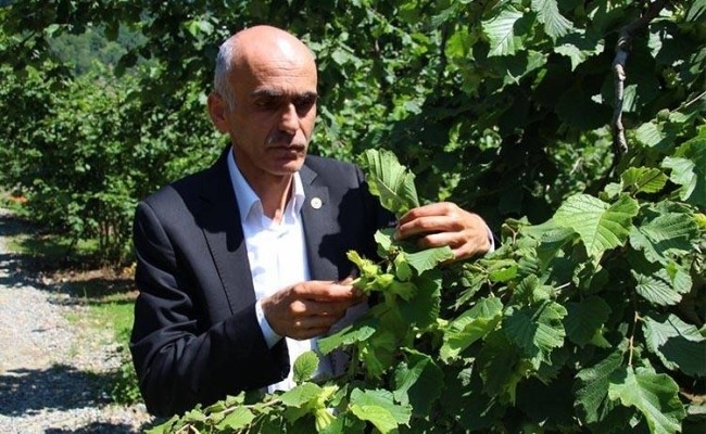 Fındıkta rekolte polemiği
