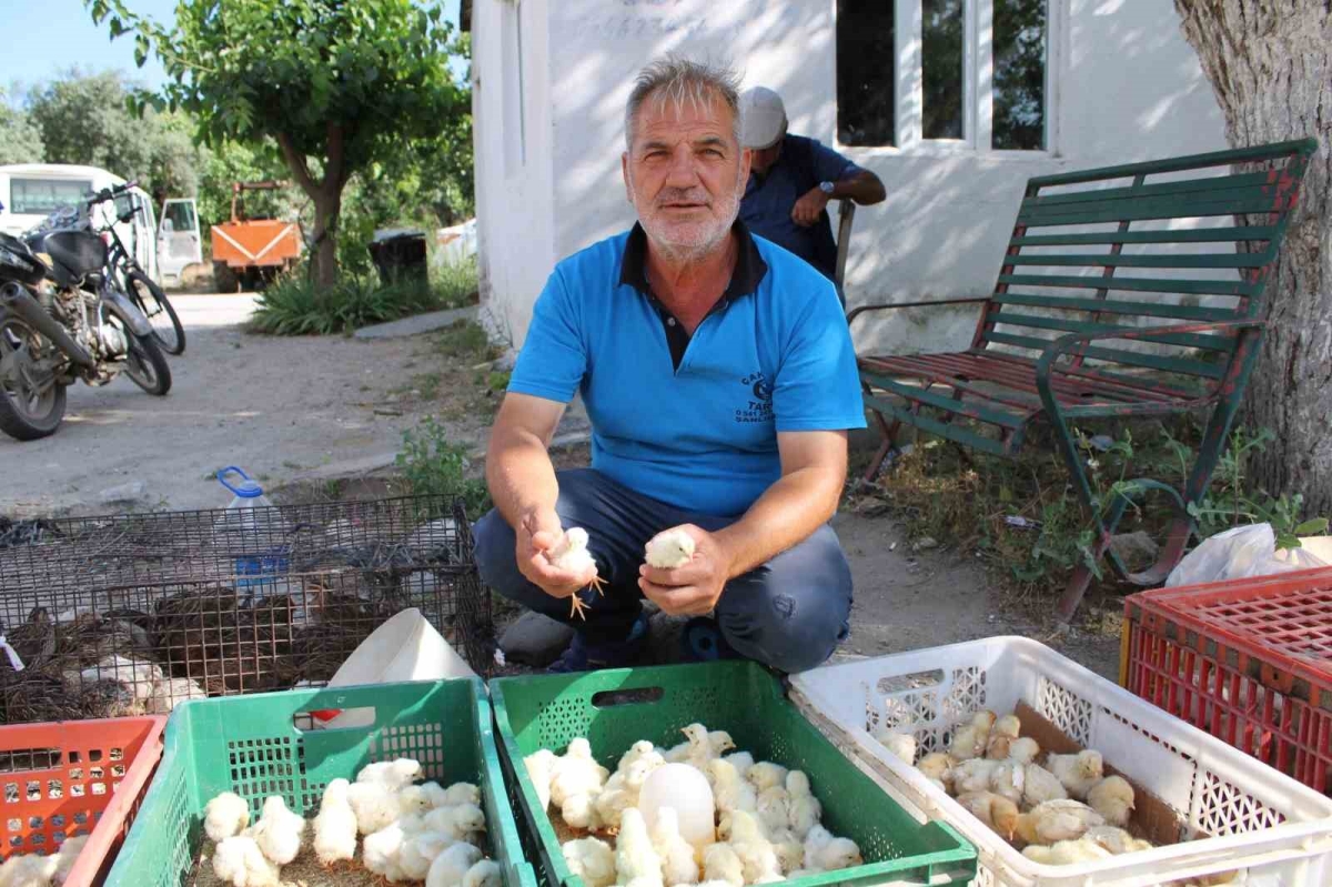 Civciv üreticileri, yasal düzenleme istiyor
