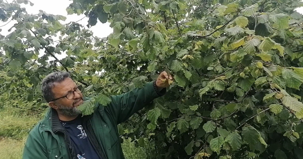 Sağanak yağışlar ve güneşsiz geçen günler fındık üreticilerini kara kara düşündürüyor
