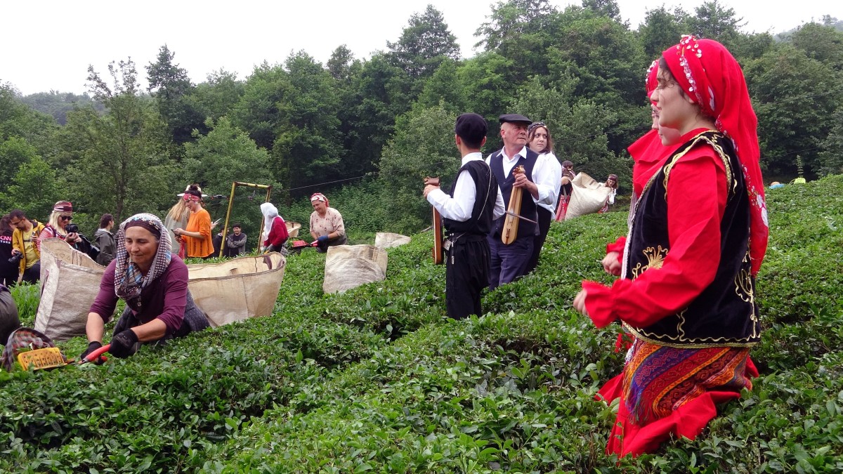 Dünyanın en kaliteli fındığının üretildiği Giresun’da kemençe eşliğinde çay hasat şenliği yapıldı  