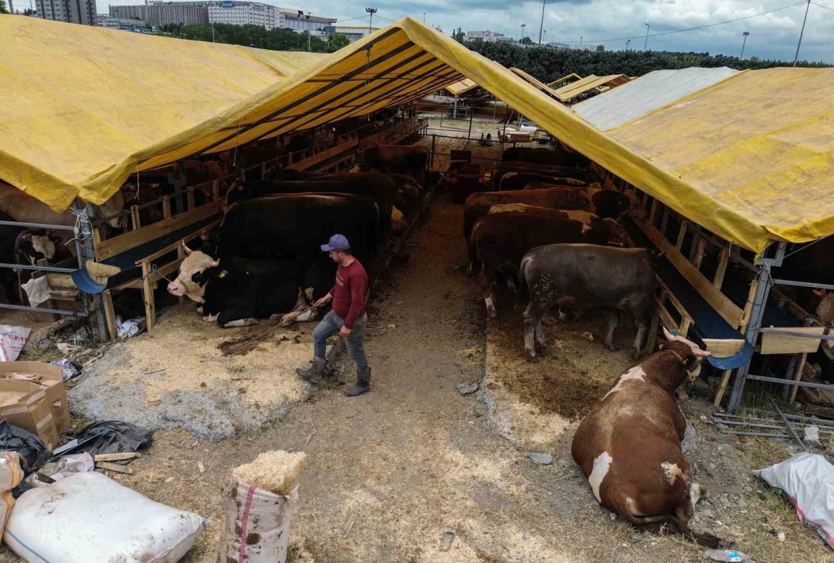 Kurban pazarında ilk günden sıkı pazarlıklar başladı
