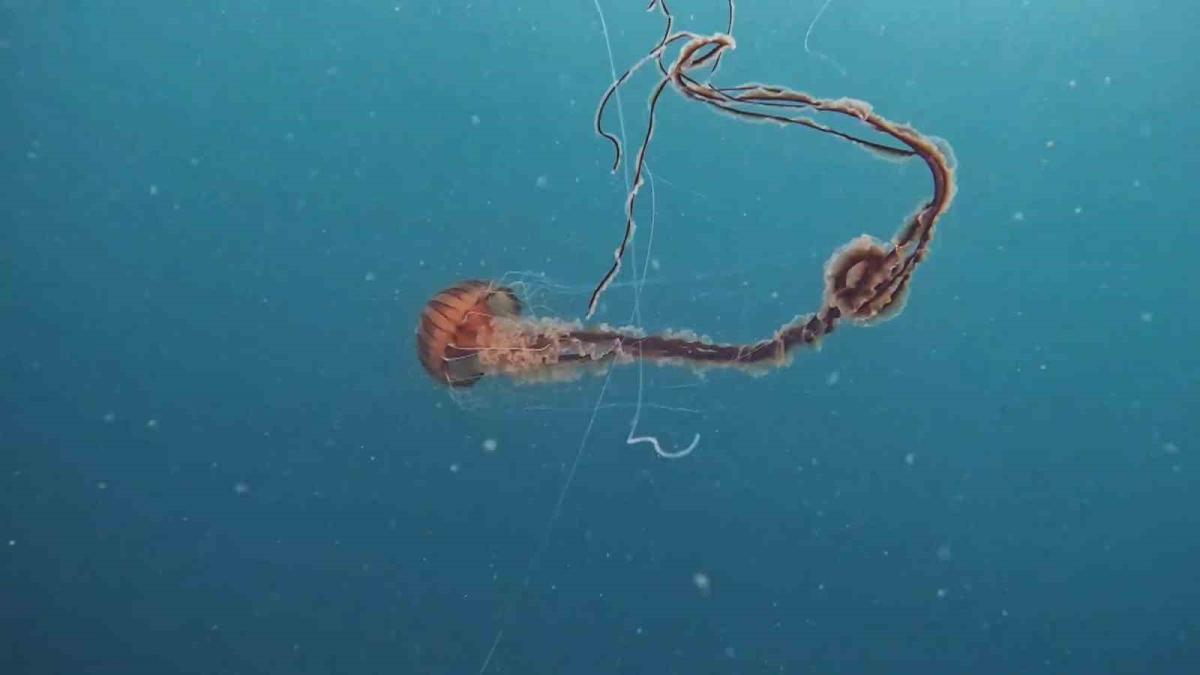 İstanbul’da 4 metrelik zehirli denizanası böyle görüntülendi
