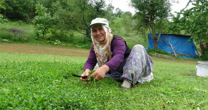 Madımak çiftçilerin yüzünü güldürecek, bu yılkı hasat 60 ton olarak bekleniyor