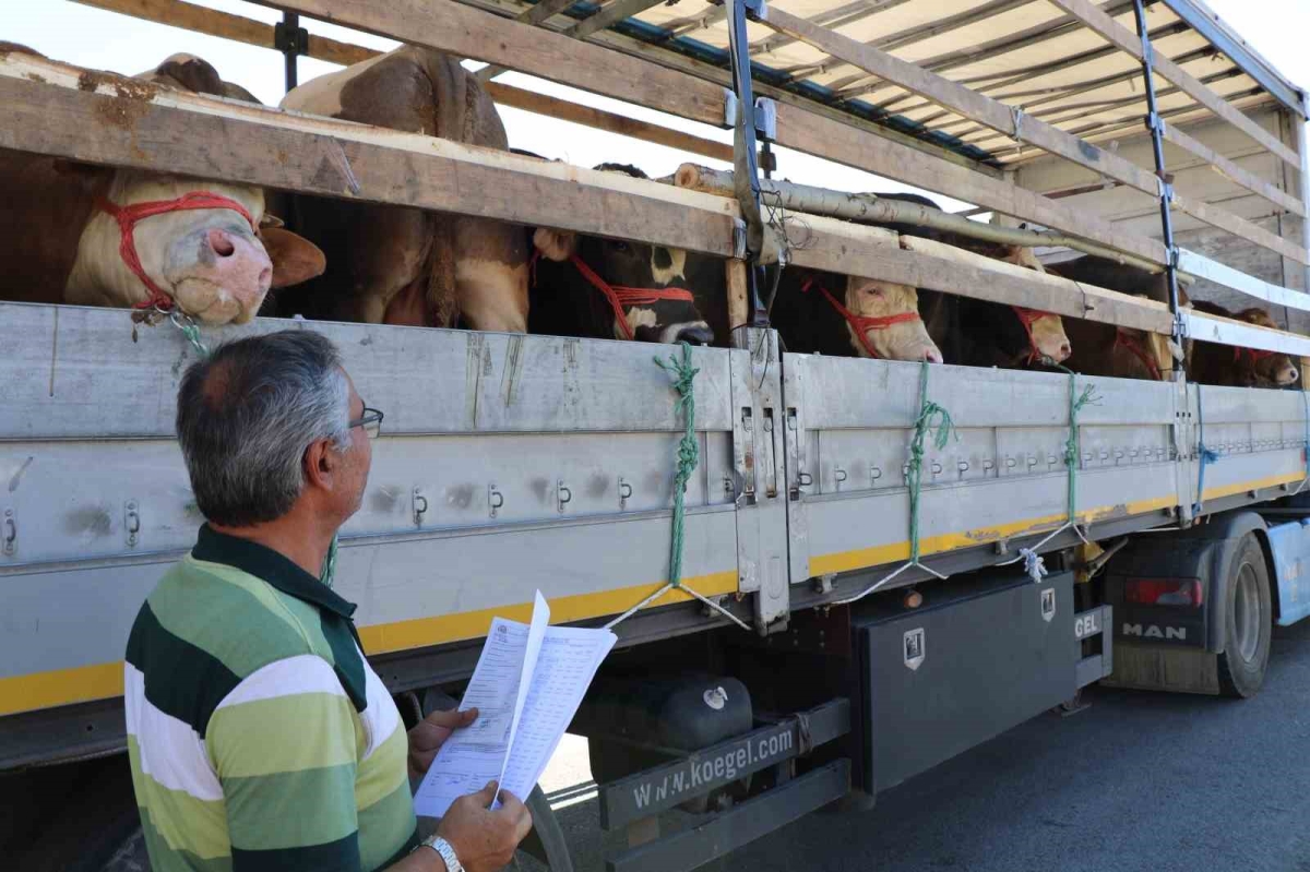 Kurbanlık hayvan sevkiyatına sıkı denetim

