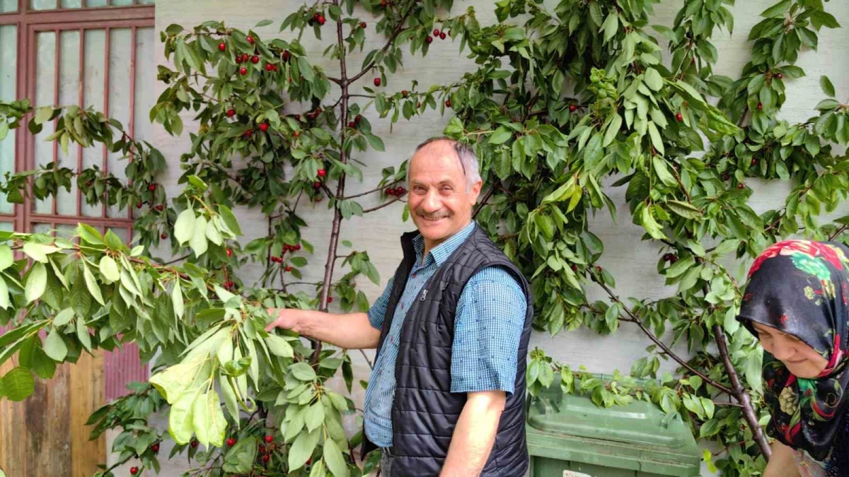 Başına gelenlerden sonra kiraz topladı
